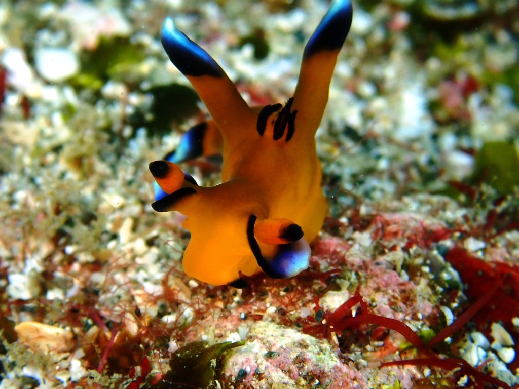 和歌山のピカチュウウミウシ