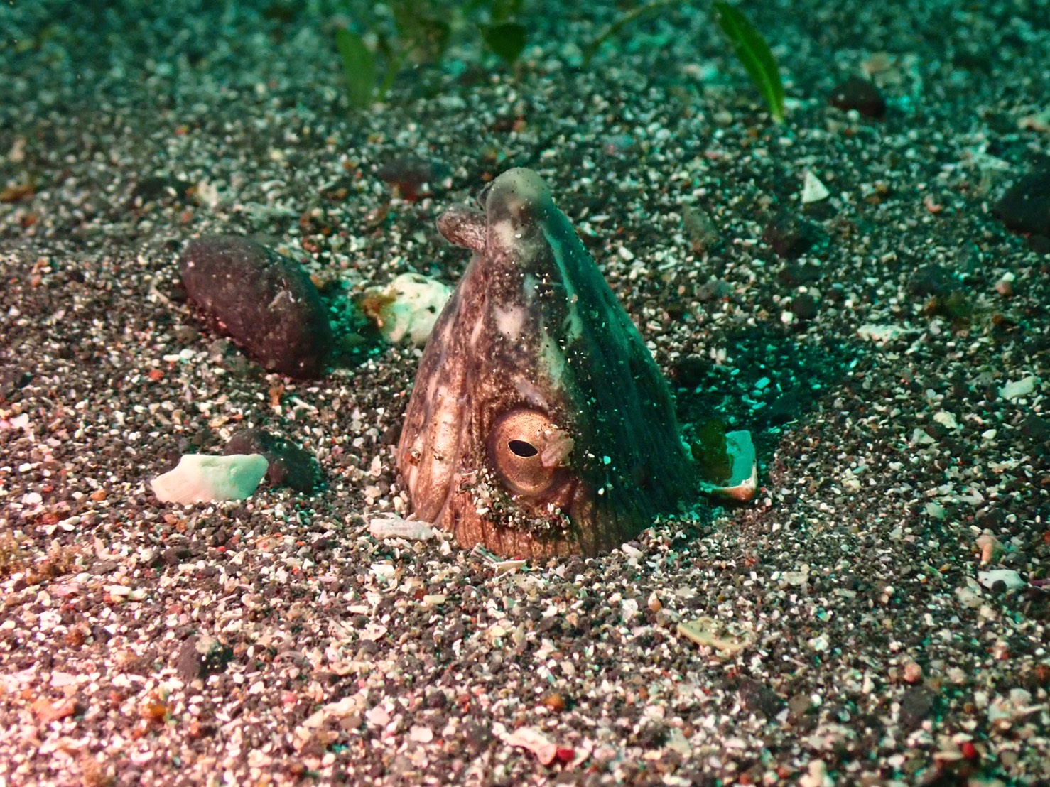 ダイナンウミヘビが海底の砂地から顔だけを出している様子。