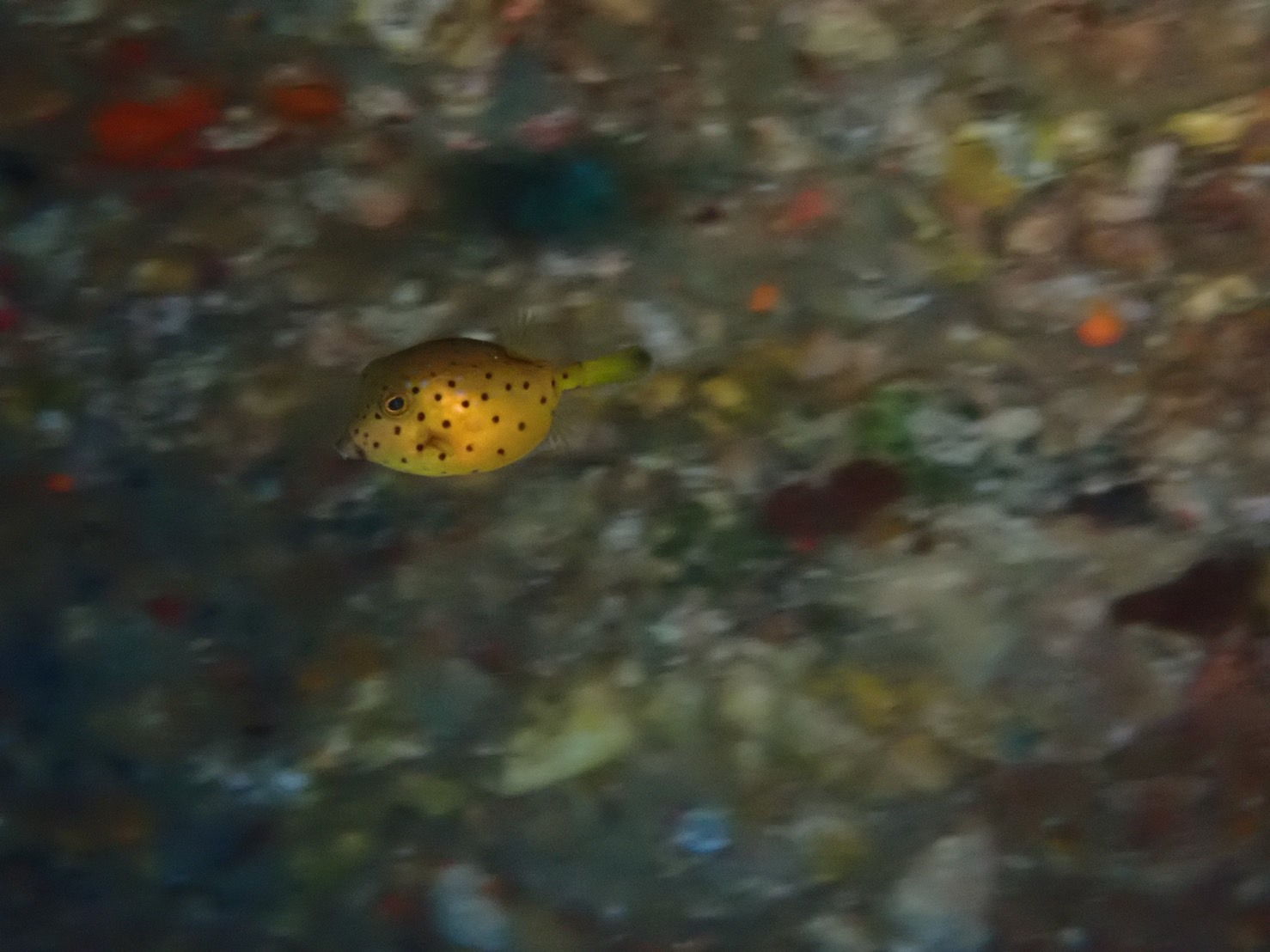 白浜でダイビング中、色津のアーチの中で見つけたミナミハコフグの幼魚が泳いでいる様子