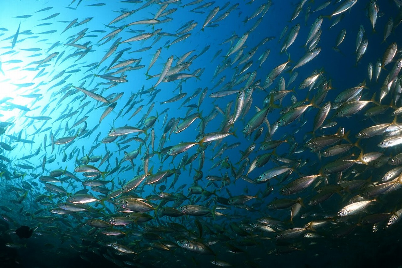 日本海、冠島の魚群