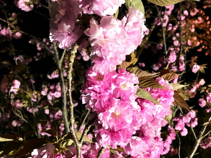 夜桜