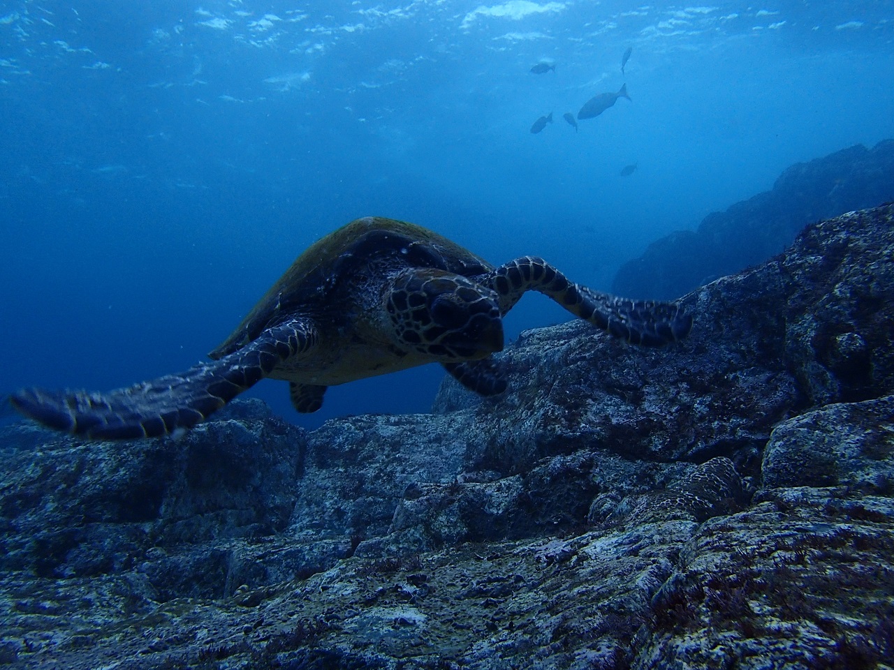 浅瀬にいたウミガメ